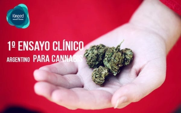 Cannabis y argentina