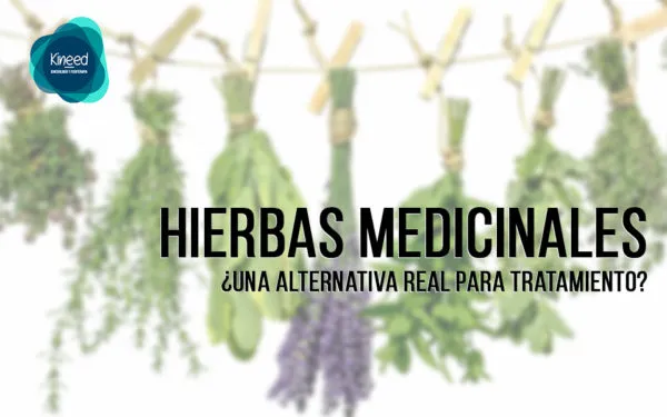 Hierbas medicinales, imagen 3