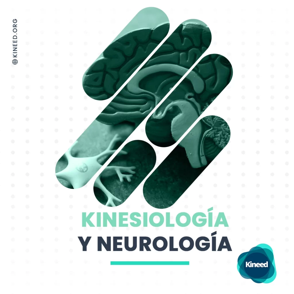 kinesiologia y neruología fisioterapia y kinesiología Kineed