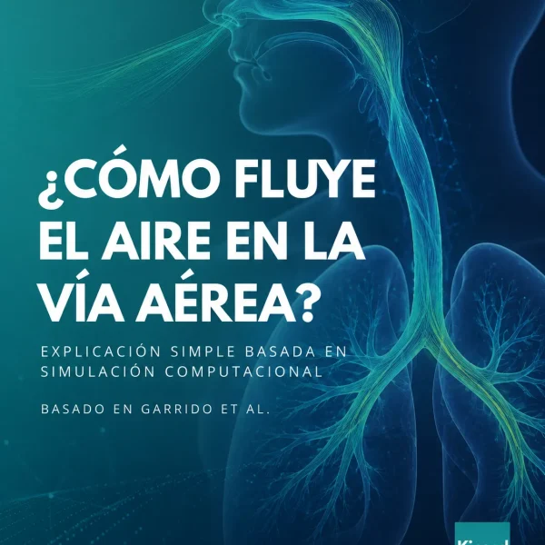 Flujo de aire en los pulmones y bronquios durante la respiración