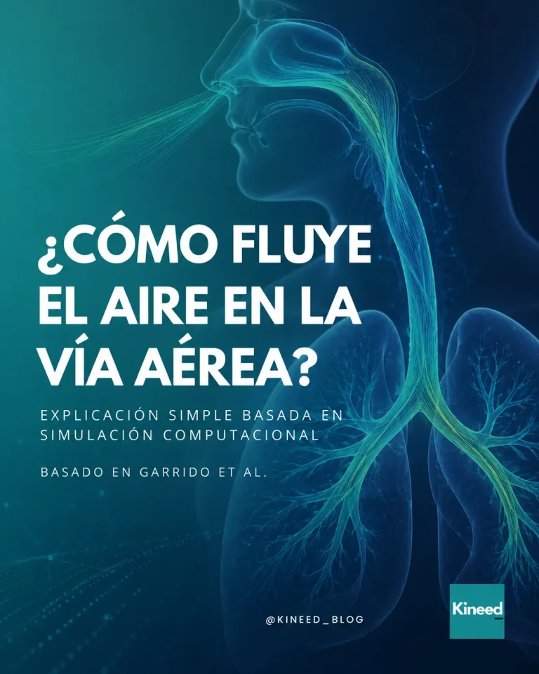 Flujo de aire en los pulmones y bronquios durante la respiración